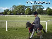 [P233] Ponei la incalzire. The Royal Horse Show, Windsor Castle » foto by TraianS
 - 
<span class="allrVoted glyphicon glyphicon-heart hidden" id="av239198"></span>
<a class="m-l-10 hidden" id="sv239198" onclick="voting_Foto_DelVot(,239198,10282)" role="button">șterge vot <span class="glyphicon glyphicon-remove"></span></a>
<a id="v9239198" class=" c-red"  onclick="voting_Foto_SetVot(239198)" role="button"><span class="glyphicon glyphicon-heart-empty"></span> <b>LIKE</b> = Votează poza</a> <img class="hidden"  id="f239198W9" src="/imagini/loader.gif" border="0" /><span class="AjErrMes hidden" id="e239198ErM"></span>