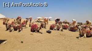 [P14] Camile in asteptare de dornici de plimbare » foto by vlado2
 - 
<span class="allrVoted glyphicon glyphicon-heart hidden" id="av1524262"></span>
<a class="m-l-10 hidden" id="sv1524262" onclick="voting_Foto_DelVot(,1524262,10401)" role="button">șterge vot <span class="glyphicon glyphicon-remove"></span></a>
<a id="v91524262" class=" c-red"  onclick="voting_Foto_SetVot(1524262)" role="button"><span class="glyphicon glyphicon-heart-empty"></span> <b>LIKE</b> = Votează poza</a> <img class="hidden"  id="f1524262W9" src="/imagini/loader.gif" border="0" /><span class="AjErrMes hidden" id="e1524262ErM"></span>