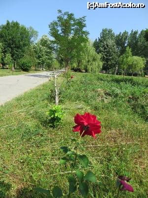 [P07] Frumosul parc de pe insula din mijlocul Oltului.  » foto by tata123 🔱
 - 
<span class="allrVoted glyphicon glyphicon-heart hidden" id="av701221"></span>
<a class="m-l-10 hidden" id="sv701221" onclick="voting_Foto_DelVot(,701221,10421)" role="button">șterge vot <span class="glyphicon glyphicon-remove"></span></a>
<a id="v9701221" class=" c-red"  onclick="voting_Foto_SetVot(701221)" role="button"><span class="glyphicon glyphicon-heart-empty"></span> <b>LIKE</b> = Votează poza</a> <img class="hidden"  id="f701221W9" src="/imagini/loader.gif" border="0" /><span class="AjErrMes hidden" id="e701221ErM"></span>