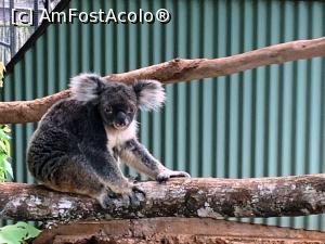 P26 [MAY-2023] Rar când vezi să nu doarmă-Koala