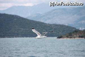 [P01] Pe feribot spre Corfu » foto by mirmicu
 - 
<span class="allrVoted glyphicon glyphicon-heart hidden" id="av401947"></span>
<a class="m-l-10 hidden" id="sv401947" onclick="voting_Foto_DelVot(,401947,10699)" role="button">șterge vot <span class="glyphicon glyphicon-remove"></span></a>
<a id="v9401947" class=" c-red"  onclick="voting_Foto_SetVot(401947)" role="button"><span class="glyphicon glyphicon-heart-empty"></span> <b>LIKE</b> = Votează poza</a> <img class="hidden"  id="f401947W9" src="/imagini/loader.gif" border="0" /><span class="AjErrMes hidden" id="e401947ErM"></span>