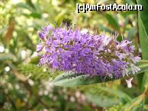 [P11] minunate flori! » foto by edith simon
 - 
<span class="allrVoted glyphicon glyphicon-heart hidden" id="av24984"></span>
<a class="m-l-10 hidden" id="sv24984" onclick="voting_Foto_DelVot(,24984,11018)" role="button">șterge vot <span class="glyphicon glyphicon-remove"></span></a>
<a id="v924984" class=" c-red"  onclick="voting_Foto_SetVot(24984)" role="button"><span class="glyphicon glyphicon-heart-empty"></span> <b>LIKE</b> = Votează poza</a> <img class="hidden"  id="f24984W9" src="/imagini/loader.gif" border="0" /><span class="AjErrMes hidden" id="e24984ErM"></span>