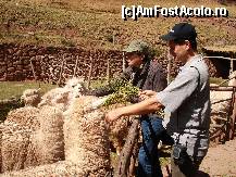 [P14] alpaca cuminti care stiu sa se poarte cu strainii » foto by edith simon
 - 
<span class="allrVoted glyphicon glyphicon-heart hidden" id="av24990"></span>
<a class="m-l-10 hidden" id="sv24990" onclick="voting_Foto_DelVot(,24990,11018)" role="button">șterge vot <span class="glyphicon glyphicon-remove"></span></a>
<a id="v924990" class=" c-red"  onclick="voting_Foto_SetVot(24990)" role="button"><span class="glyphicon glyphicon-heart-empty"></span> <b>LIKE</b> = Votează poza</a> <img class="hidden"  id="f24990W9" src="/imagini/loader.gif" border="0" /><span class="AjErrMes hidden" id="e24990ErM"></span>