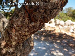 P05 [SEP-2020] Copacul de mastic, cu lacrima din Chios, picătura de mastică.