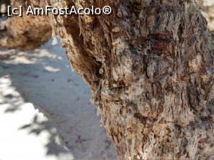 P10 [SEP-2020] Pistacia Lentiscus Chia-lacrima din Chios.