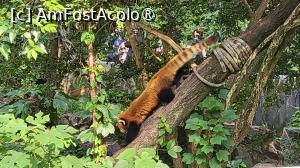 [P27] Zona cu panda rosii este circulara si le permite acestora sa se odihneasca in copaci sau sa se bucure de soare. » foto by geani anto
 - 
<span class="allrVoted glyphicon glyphicon-heart hidden" id="av1509540"></span>
<a class="m-l-10 hidden" id="sv1509540" onclick="voting_Foto_DelVot(,1509540,11037)" role="button">șterge vot <span class="glyphicon glyphicon-remove"></span></a>
<a id="v91509540" class=" c-red"  onclick="voting_Foto_SetVot(1509540)" role="button"><span class="glyphicon glyphicon-heart-empty"></span> <b>LIKE</b> = Votează poza</a> <img class="hidden"  id="f1509540W9" src="/imagini/loader.gif" border="0" /><span class="AjErrMes hidden" id="e1509540ErM"></span>