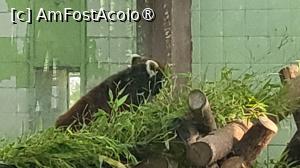 [P28] Panda urias, precum si panda rosu, sunt adapostiti in zona carnivore, datorita faptului ca stramosii lor se hraneau cu carne, cu mult timp in urma, sistemul digestiv al acestora fiind specific carnivorelor, nu erbivorelor. Schimbarile de mediu i-au fortat sa-si schimbe dieta, aceasta devenind in principal vegetariana, bazata 98% pe bambus, completata rar de oua, insecte, flori sau mici animale. » foto by geani anto
 - 
<span class="allrVoted glyphicon glyphicon-heart hidden" id="av1509541"></span>
<a class="m-l-10 hidden" id="sv1509541" onclick="voting_Foto_DelVot(,1509541,11037)" role="button">șterge vot <span class="glyphicon glyphicon-remove"></span></a>
<a id="v91509541" class=" c-red"  onclick="voting_Foto_SetVot(1509541)" role="button"><span class="glyphicon glyphicon-heart-empty"></span> <b>LIKE</b> = Votează poza</a> <img class="hidden"  id="f1509541W9" src="/imagini/loader.gif" border="0" /><span class="AjErrMes hidden" id="e1509541ErM"></span>