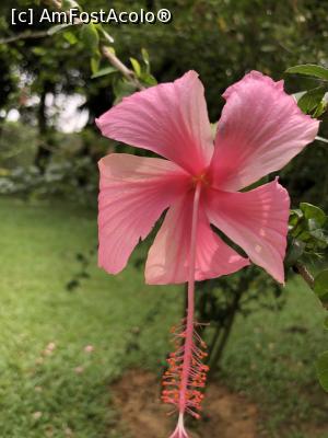 P05 [JUL-2019] floare superba
