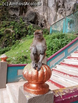 [P16] Mainutica la Batu Caves » foto by r-Uca
 - 
<span class="allrVoted glyphicon glyphicon-heart hidden" id="av993532"></span>
<a class="m-l-10 hidden" id="sv993532" onclick="voting_Foto_DelVot(,993532,11217)" role="button">șterge vot <span class="glyphicon glyphicon-remove"></span></a>
<a id="v9993532" class=" c-red"  onclick="voting_Foto_SetVot(993532)" role="button"><span class="glyphicon glyphicon-heart-empty"></span> <b>LIKE</b> = Votează poza</a> <img class="hidden"  id="f993532W9" src="/imagini/loader.gif" border="0" /><span class="AjErrMes hidden" id="e993532ErM"></span>