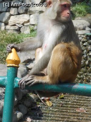 [P64] Kathmandu - La Templul Swayambhunath sau Templul Maimuțelor. » foto by iulianic
 - 
<span class="allrVoted glyphicon glyphicon-heart hidden" id="av1469367"></span>
<a class="m-l-10 hidden" id="sv1469367" onclick="voting_Foto_DelVot(,1469367,11367)" role="button">șterge vot <span class="glyphicon glyphicon-remove"></span></a>
<a id="v91469367" class=" c-red"  onclick="voting_Foto_SetVot(1469367)" role="button"><span class="glyphicon glyphicon-heart-empty"></span> <b>LIKE</b> = Votează poza</a> <img class="hidden"  id="f1469367W9" src="/imagini/loader.gif" border="0" /><span class="AjErrMes hidden" id="e1469367ErM"></span>