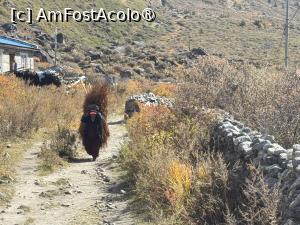 [P42] Valea Langtang » foto by Mika
 - 
<span class="allrVoted glyphicon glyphicon-heart hidden" id="av1506026"></span>
<a class="m-l-10 hidden" id="sv1506026" onclick="voting_Foto_DelVot(,1506026,11367)" role="button">șterge vot <span class="glyphicon glyphicon-remove"></span></a>
<a id="v91506026" class=" c-red"  onclick="voting_Foto_SetVot(1506026)" role="button"><span class="glyphicon glyphicon-heart-empty"></span> <b>LIKE</b> = Votează poza</a> <img class="hidden"  id="f1506026W9" src="/imagini/loader.gif" border="0" /><span class="AjErrMes hidden" id="e1506026ErM"></span>