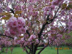 P07 [APR-2016] București - Grădina japoneză din Herăstrău. În aprilie cireșii japonezi de la noi sunt plini de floare.