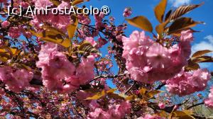 [P13] Înflorirea cireșilor din Grădina japoneză din Herastrău » foto by vlado2
 - 
<span class="allrVoted glyphicon glyphicon-heart hidden" id="av1525556"></span>
<a class="m-l-10 hidden" id="sv1525556" onclick="voting_Foto_DelVot(,1525556,11447)" role="button">șterge vot <span class="glyphicon glyphicon-remove"></span></a>
<a id="v91525556" class=" c-red"  onclick="voting_Foto_SetVot(1525556)" role="button"><span class="glyphicon glyphicon-heart-empty"></span> <b>LIKE</b> = Votează poza</a> <img class="hidden"  id="f1525556W9" src="/imagini/loader.gif" border="0" /><span class="AjErrMes hidden" id="e1525556ErM"></span>