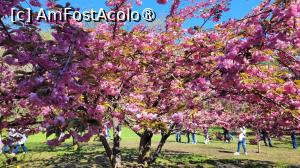 [P09] Înflorirea cireșilor din Grădina japoneză din Herastrău » foto by vlado2
 - 
<span class="allrVoted glyphicon glyphicon-heart hidden" id="av1525552"></span>
<a class="m-l-10 hidden" id="sv1525552" onclick="voting_Foto_DelVot(,1525552,11447)" role="button">șterge vot <span class="glyphicon glyphicon-remove"></span></a>
<a id="v91525552" class=" c-red"  onclick="voting_Foto_SetVot(1525552)" role="button"><span class="glyphicon glyphicon-heart-empty"></span> <b>LIKE</b> = Votează poza</a> <img class="hidden"  id="f1525552W9" src="/imagini/loader.gif" border="0" /><span class="AjErrMes hidden" id="e1525552ErM"></span>