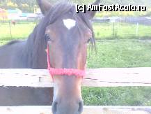 P12 [JUN-2012] este un cal tare blând,nu refuza nimic de mâncare.