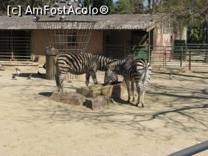 [P27] Barcelona - Zoo - Oare dungile sunt puse corect?  » foto by mishu
 - 
<span class="allrVoted glyphicon glyphicon-heart hidden" id="av822365"></span>
<a class="m-l-10 hidden" id="sv822365" onclick="voting_Foto_DelVot(,822365,12198)" role="button">șterge vot <span class="glyphicon glyphicon-remove"></span></a>
<a id="v9822365" class=" c-red"  onclick="voting_Foto_SetVot(822365)" role="button"><span class="glyphicon glyphicon-heart-empty"></span> <b>LIKE</b> = Votează poza</a> <img class="hidden"  id="f822365W9" src="/imagini/loader.gif" border="0" /><span class="AjErrMes hidden" id="e822365ErM"></span>