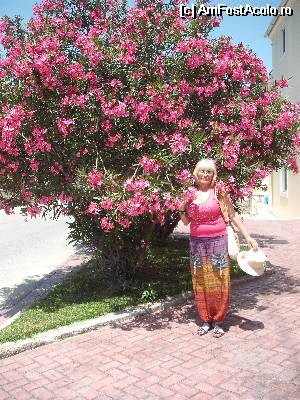 P35 [MAY-2014] Un copac cu flori... pe drumul spre super market-ul verde