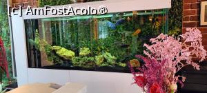 [P20] Un acvariu, în preajma intrării. » foto by tata123 🔱
 - 
<span class="allrVoted glyphicon glyphicon-heart hidden" id="av1522305"></span>
<a class="m-l-10 hidden" id="sv1522305" onclick="voting_Foto_DelVot(,1522305,12565)" role="button">șterge vot <span class="glyphicon glyphicon-remove"></span></a>
<a id="v91522305" class=" c-red"  onclick="voting_Foto_SetVot(1522305)" role="button"><span class="glyphicon glyphicon-heart-empty"></span> <b>LIKE</b> = Votează poza</a> <img class="hidden"  id="f1522305W9" src="/imagini/loader.gif" border="0" /><span class="AjErrMes hidden" id="e1522305ErM"></span>
