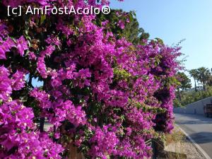 [P03] Bouganvillea mov, vedeta insulei Ischia, prezentă peste tot.  » foto by maryka
 - 
<span class="allrVoted glyphicon glyphicon-heart hidden" id="av1083190"></span>
<a class="m-l-10 hidden" id="sv1083190" onclick="voting_Foto_DelVot(,1083190,12624)" role="button">șterge vot <span class="glyphicon glyphicon-remove"></span></a>
<a id="v91083190" class=" c-red"  onclick="voting_Foto_SetVot(1083190)" role="button"><span class="glyphicon glyphicon-heart-empty"></span> <b>LIKE</b> = Votează poza</a> <img class="hidden"  id="f1083190W9" src="/imagini/loader.gif" border="0" /><span class="AjErrMes hidden" id="e1083190ErM"></span>