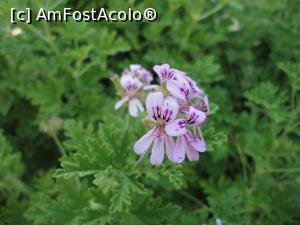 [P63] Pelargoniu mirositor, adică-mușcată. » foto by maryka
 - 
<span class="allrVoted glyphicon glyphicon-heart hidden" id="av1097174"></span>
<a class="m-l-10 hidden" id="sv1097174" onclick="voting_Foto_DelVot(,1097174,12624)" role="button">șterge vot <span class="glyphicon glyphicon-remove"></span></a>
<a id="v91097174" class=" c-red"  onclick="voting_Foto_SetVot(1097174)" role="button"><span class="glyphicon glyphicon-heart-empty"></span> <b>LIKE</b> = Votează poza</a> <img class="hidden"  id="f1097174W9" src="/imagini/loader.gif" border="0" /><span class="AjErrMes hidden" id="e1097174ErM"></span>