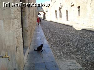 P19 [SEP-2018] Strada cavalerilor -o pisică neagră îmi dă onorul