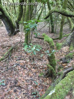 [P23] La Gomera - În Parque Nacional Garajonay. » foto by iulianic
 - 
<span class="allrVoted glyphicon glyphicon-heart hidden" id="av1437732"></span>
<a class="m-l-10 hidden" id="sv1437732" onclick="voting_Foto_DelVot(,1437732,12735)" role="button">șterge vot <span class="glyphicon glyphicon-remove"></span></a>
<a id="v91437732" class=" c-red"  onclick="voting_Foto_SetVot(1437732)" role="button"><span class="glyphicon glyphicon-heart-empty"></span> <b>LIKE</b> = Votează poza</a> <img class="hidden"  id="f1437732W9" src="/imagini/loader.gif" border="0" /><span class="AjErrMes hidden" id="e1437732ErM"></span>