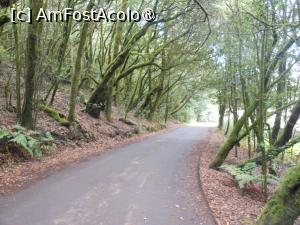 [P24] La Gomera - În Parque Nacional Garajonay. » foto by iulianic
 - 
<span class="allrVoted glyphicon glyphicon-heart hidden" id="av1437733"></span>
<a class="m-l-10 hidden" id="sv1437733" onclick="voting_Foto_DelVot(,1437733,12735)" role="button">șterge vot <span class="glyphicon glyphicon-remove"></span></a>
<a id="v91437733" class=" c-red"  onclick="voting_Foto_SetVot(1437733)" role="button"><span class="glyphicon glyphicon-heart-empty"></span> <b>LIKE</b> = Votează poza</a> <img class="hidden"  id="f1437733W9" src="/imagini/loader.gif" border="0" /><span class="AjErrMes hidden" id="e1437733ErM"></span>