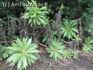 [P26] La Gomera - În Parque Nacional Garajonay. » foto by iulianic
 - 
<span class="allrVoted glyphicon glyphicon-heart hidden" id="av1437735"></span>
<a class="m-l-10 hidden" id="sv1437735" onclick="voting_Foto_DelVot(,1437735,12735)" role="button">șterge vot <span class="glyphicon glyphicon-remove"></span></a>
<a id="v91437735" class=" c-red"  onclick="voting_Foto_SetVot(1437735)" role="button"><span class="glyphicon glyphicon-heart-empty"></span> <b>LIKE</b> = Votează poza</a> <img class="hidden"  id="f1437735W9" src="/imagini/loader.gif" border="0" /><span class="AjErrMes hidden" id="e1437735ErM"></span>