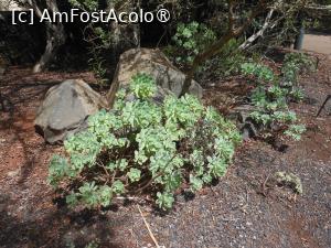 [P37] La Gomera - În Parque Nacional Garajonay. » foto by iulianic
 - 
<span class="allrVoted glyphicon glyphicon-heart hidden" id="av1437746"></span>
<a class="m-l-10 hidden" id="sv1437746" onclick="voting_Foto_DelVot(,1437746,12735)" role="button">șterge vot <span class="glyphicon glyphicon-remove"></span></a>
<a id="v91437746" class=" c-red"  onclick="voting_Foto_SetVot(1437746)" role="button"><span class="glyphicon glyphicon-heart-empty"></span> <b>LIKE</b> = Votează poza</a> <img class="hidden"  id="f1437746W9" src="/imagini/loader.gif" border="0" /><span class="AjErrMes hidden" id="e1437746ErM"></span>