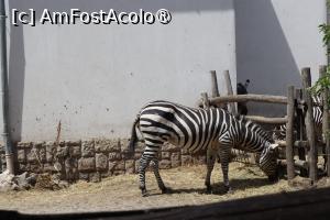 [P26] Zebra » foto by mont
 - 
<span class="allrVoted glyphicon glyphicon-heart hidden" id="av1511774"></span>
<a class="m-l-10 hidden" id="sv1511774" onclick="voting_Foto_DelVot(,1511774,12774)" role="button">șterge vot <span class="glyphicon glyphicon-remove"></span></a>
<a id="v91511774" class=" c-red"  onclick="voting_Foto_SetVot(1511774)" role="button"><span class="glyphicon glyphicon-heart-empty"></span> <b>LIKE</b> = Votează poza</a> <img class="hidden"  id="f1511774W9" src="/imagini/loader.gif" border="0" /><span class="AjErrMes hidden" id="e1511774ErM"></span>
