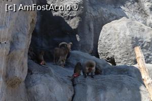 [P44]  -- <small>// FĂRĂ DESCRIERE</small> » foto by mont
 - 
<span class="allrVoted glyphicon glyphicon-heart hidden" id="av1511792"></span>
<a class="m-l-10 hidden" id="sv1511792" onclick="voting_Foto_DelVot(,1511792,12774)" role="button">șterge vot <span class="glyphicon glyphicon-remove"></span></a>
<a id="v91511792" class=" c-red"  onclick="voting_Foto_SetVot(1511792)" role="button"><span class="glyphicon glyphicon-heart-empty"></span> <b>LIKE</b> = Votează poza</a> <img class="hidden"  id="f1511792W9" src="/imagini/loader.gif" border="0" /><span class="AjErrMes hidden" id="e1511792ErM"></span>