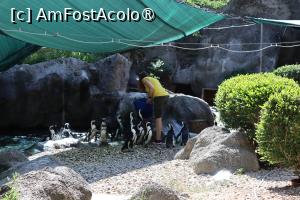 [P46] Pinguinii la ora mesei! » foto by mont
 - 
<span class="allrVoted glyphicon glyphicon-heart hidden" id="av1511794"></span>
<a class="m-l-10 hidden" id="sv1511794" onclick="voting_Foto_DelVot(,1511794,12774)" role="button">șterge vot <span class="glyphicon glyphicon-remove"></span></a>
<a id="v91511794" class=" c-red"  onclick="voting_Foto_SetVot(1511794)" role="button"><span class="glyphicon glyphicon-heart-empty"></span> <b>LIKE</b> = Votează poza</a> <img class="hidden"  id="f1511794W9" src="/imagini/loader.gif" border="0" /><span class="AjErrMes hidden" id="e1511794ErM"></span>