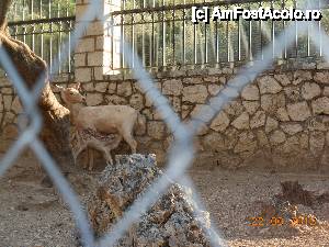 [P46] Lefkada - Căprioară cu pui în parcul zoo de la Mănăstirea Faneromeni.  » foto by iulianic
 - 
<span class="allrVoted glyphicon glyphicon-heart hidden" id="av488715"></span>
<a class="m-l-10 hidden" id="sv488715" onclick="voting_Foto_DelVot(,488715,12776)" role="button">șterge vot <span class="glyphicon glyphicon-remove"></span></a>
<a id="v9488715" class=" c-red"  onclick="voting_Foto_SetVot(488715)" role="button"><span class="glyphicon glyphicon-heart-empty"></span> <b>LIKE</b> = Votează poza</a> <img class="hidden"  id="f488715W9" src="/imagini/loader.gif" border="0" /><span class="AjErrMes hidden" id="e488715ErM"></span>