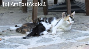 P10 [AUG-2015] Familia de pisicuţe, chiriaşă la Balgarka