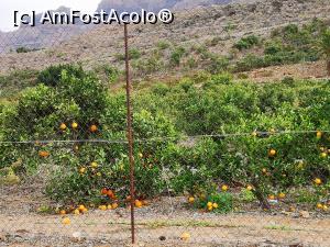 [P03] Plantații de citrice în drum spre Fataga » foto by crismis
 - 
<span class="allrVoted glyphicon glyphicon-heart hidden" id="av1290150"></span>
<a class="m-l-10 hidden" id="sv1290150" onclick="voting_Foto_DelVot(,1290150,13127)" role="button">șterge vot <span class="glyphicon glyphicon-remove"></span></a>
<a id="v91290150" class=" c-red"  onclick="voting_Foto_SetVot(1290150)" role="button"><span class="glyphicon glyphicon-heart-empty"></span> <b>LIKE</b> = Votează poza</a> <img class="hidden"  id="f1290150W9" src="/imagini/loader.gif" border="0" /><span class="AjErrMes hidden" id="e1290150ErM"></span>