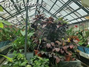 [P10] Prin sera cu plante exotice » foto by Zoazore
 - 
<span class="allrVoted glyphicon glyphicon-heart hidden" id="av1532456"></span>
<a class="m-l-10 hidden" id="sv1532456" onclick="voting_Foto_DelVot(,1532456,13735)" role="button">șterge vot <span class="glyphicon glyphicon-remove"></span></a>
<a id="v91532456" class=" c-red"  onclick="voting_Foto_SetVot(1532456)" role="button"><span class="glyphicon glyphicon-heart-empty"></span> <b>LIKE</b> = Votează poza</a> <img class="hidden"  id="f1532456W9" src="/imagini/loader.gif" border="0" /><span class="AjErrMes hidden" id="e1532456ErM"></span>