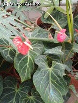 [P16] Prin sera cu plante exotice-Anturium » foto by Zoazore
 - 
<span class="allrVoted glyphicon glyphicon-heart hidden" id="av1532462"></span>
<a class="m-l-10 hidden" id="sv1532462" onclick="voting_Foto_DelVot(,1532462,13735)" role="button">șterge vot <span class="glyphicon glyphicon-remove"></span></a>
<a id="v91532462" class=" c-red"  onclick="voting_Foto_SetVot(1532462)" role="button"><span class="glyphicon glyphicon-heart-empty"></span> <b>LIKE</b> = Votează poza</a> <img class="hidden"  id="f1532462W9" src="/imagini/loader.gif" border="0" /><span class="AjErrMes hidden" id="e1532462ErM"></span>