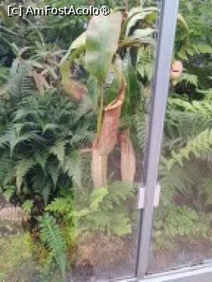 [P20] Planta carnivora » foto by Zoazore
 - 
<span class="allrVoted glyphicon glyphicon-heart hidden" id="av1532466"></span>
<a class="m-l-10 hidden" id="sv1532466" onclick="voting_Foto_DelVot(,1532466,13735)" role="button">șterge vot <span class="glyphicon glyphicon-remove"></span></a>
<a id="v91532466" class=" c-red"  onclick="voting_Foto_SetVot(1532466)" role="button"><span class="glyphicon glyphicon-heart-empty"></span> <b>LIKE</b> = Votează poza</a> <img class="hidden"  id="f1532466W9" src="/imagini/loader.gif" border="0" /><span class="AjErrMes hidden" id="e1532466ErM"></span>