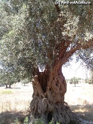 [P05] old olive at ancient teos » foto by mariusica
 - 
<span class="allrVoted glyphicon glyphicon-heart hidden" id="av537653"></span>
<a class="m-l-10 hidden" id="sv537653" onclick="voting_Foto_DelVot(,537653,13773)" role="button">șterge vot <span class="glyphicon glyphicon-remove"></span></a>
<a id="v9537653" class=" c-red"  onclick="voting_Foto_SetVot(537653)" role="button"><span class="glyphicon glyphicon-heart-empty"></span> <b>LIKE</b> = Votează poza</a> <img class="hidden"  id="f537653W9" src="/imagini/loader.gif" border="0" /><span class="AjErrMes hidden" id="e537653ErM"></span>