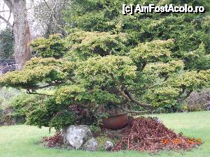 [P17] Kildare - (Irish National Stud &) Japanese Gardens - bonsai imensi care simbolizeaza evenimentele fericite de care are omul parte la batranete » foto by Diaura*
 - 
<span class="allrVoted glyphicon glyphicon-heart hidden" id="av410178"></span>
<a class="m-l-10 hidden" id="sv410178" onclick="voting_Foto_DelVot(,410178,13851)" role="button">șterge vot <span class="glyphicon glyphicon-remove"></span></a>
<a id="v9410178" class=" c-red"  onclick="voting_Foto_SetVot(410178)" role="button"><span class="glyphicon glyphicon-heart-empty"></span> <b>LIKE</b> = Votează poza</a> <img class="hidden"  id="f410178W9" src="/imagini/loader.gif" border="0" /><span class="AjErrMes hidden" id="e410178ErM"></span>
