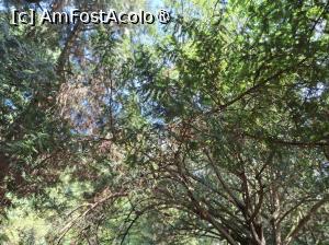 [P05] Parcul dendrologic (Arboretum) din Simeria » foto by Carmen Ion
 - 
<span class="allrVoted glyphicon glyphicon-heart hidden" id="av1511404"></span>
<a class="m-l-10 hidden" id="sv1511404" onclick="voting_Foto_DelVot(,1511404,13964)" role="button">șterge vot <span class="glyphicon glyphicon-remove"></span></a>
<a id="v91511404" class=" c-red"  onclick="voting_Foto_SetVot(1511404)" role="button"><span class="glyphicon glyphicon-heart-empty"></span> <b>LIKE</b> = Votează poza</a> <img class="hidden"  id="f1511404W9" src="/imagini/loader.gif" border="0" /><span class="AjErrMes hidden" id="e1511404ErM"></span>