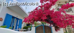 [P28] Bougainvillea pe colţ, Taverna To Balkonaki » foto by irinad
 - 
<span class="allrVoted glyphicon glyphicon-heart hidden" id="av1452440"></span>
<a class="m-l-10 hidden" id="sv1452440" onclick="voting_Foto_DelVot(,1452440,14358)" role="button">șterge vot <span class="glyphicon glyphicon-remove"></span></a>
<a id="v91452440" class=" c-red"  onclick="voting_Foto_SetVot(1452440)" role="button"><span class="glyphicon glyphicon-heart-empty"></span> <b>LIKE</b> = Votează poza</a> <img class="hidden"  id="f1452440W9" src="/imagini/loader.gif" border="0" /><span class="AjErrMes hidden" id="e1452440ErM"></span>