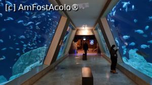 [P15] Akvaryum Florya Istanbul » foto by pepsi70ro
 - 
<span class="allrVoted glyphicon glyphicon-heart hidden" id="av1517762"></span>
<a class="m-l-10 hidden" id="sv1517762" onclick="voting_Foto_DelVot(,1517762,14995)" role="button">șterge vot <span class="glyphicon glyphicon-remove"></span></a>
<a id="v91517762" class=" c-red"  onclick="voting_Foto_SetVot(1517762)" role="button"><span class="glyphicon glyphicon-heart-empty"></span> <b>LIKE</b> = Votează poza</a> <img class="hidden"  id="f1517762W9" src="/imagini/loader.gif" border="0" /><span class="AjErrMes hidden" id="e1517762ErM"></span>
