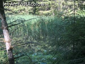[P12] un lac mic langa drumul de ep valea Azugii » foto by Dan&Ema
 - 
<span class="allrVoted glyphicon glyphicon-heart hidden" id="av1183458"></span>
<a class="m-l-10 hidden" id="sv1183458" onclick="voting_Foto_DelVot(,1183458,15071)" role="button">șterge vot <span class="glyphicon glyphicon-remove"></span></a>
<a id="v91183458" class=" c-red"  onclick="voting_Foto_SetVot(1183458)" role="button"><span class="glyphicon glyphicon-heart-empty"></span> <b>LIKE</b> = Votează poza</a> <img class="hidden"  id="f1183458W9" src="/imagini/loader.gif" border="0" /><span class="AjErrMes hidden" id="e1183458ErM"></span>