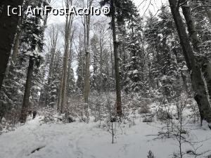 P01 [JAN-2021] Am inceput să urcăm prin pădure. Brazii trosneau inghețați, bătuți de vânt.