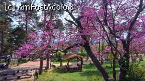 [P40] Velingrad, prin oraș.Parcul Borov » foto by Dragoș_MD
 - 
<span class="allrVoted glyphicon glyphicon-heart hidden" id="av1466824"></span>
<a class="m-l-10 hidden" id="sv1466824" onclick="voting_Foto_DelVot(,1466824,15301)" role="button">șterge vot <span class="glyphicon glyphicon-remove"></span></a>
<a id="v91466824" class=" c-red"  onclick="voting_Foto_SetVot(1466824)" role="button"><span class="glyphicon glyphicon-heart-empty"></span> <b>LIKE</b> = Votează poza</a> <img class="hidden"  id="f1466824W9" src="/imagini/loader.gif" border="0" /><span class="AjErrMes hidden" id="e1466824ErM"></span>