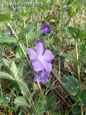 [P41] Velingrad, prin oraș.natura » foto by Dragoș_MD
 - 
<span class="allrVoted glyphicon glyphicon-heart hidden" id="av1466825"></span>
<a class="m-l-10 hidden" id="sv1466825" onclick="voting_Foto_DelVot(,1466825,15301)" role="button">șterge vot <span class="glyphicon glyphicon-remove"></span></a>
<a id="v91466825" class=" c-red"  onclick="voting_Foto_SetVot(1466825)" role="button"><span class="glyphicon glyphicon-heart-empty"></span> <b>LIKE</b> = Votează poza</a> <img class="hidden"  id="f1466825W9" src="/imagini/loader.gif" border="0" /><span class="AjErrMes hidden" id="e1466825ErM"></span>