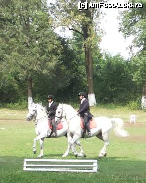[P07] La pas şi în galop » foto by Klaudyia
 - 
<span class="allrVoted glyphicon glyphicon-heart hidden" id="av481315"></span>
<a class="m-l-10 hidden" id="sv481315" onclick="voting_Foto_DelVot(,481315,15708)" role="button">șterge vot <span class="glyphicon glyphicon-remove"></span></a>
<a id="v9481315" class=" c-red"  onclick="voting_Foto_SetVot(481315)" role="button"><span class="glyphicon glyphicon-heart-empty"></span> <b>LIKE</b> = Votează poza</a> <img class="hidden"  id="f481315W9" src="/imagini/loader.gif" border="0" /><span class="AjErrMes hidden" id="e481315ErM"></span>