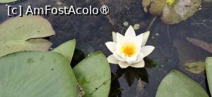 [P03] Spre Chilia Veche - Nufarul, un simbol al deltei. » foto by iulianic
 - 
<span class="allrVoted glyphicon glyphicon-heart hidden" id="av1541088"></span>
<a class="m-l-10 hidden" id="sv1541088" onclick="voting_Foto_DelVot(,1541088,15752)" role="button">șterge vot <span class="glyphicon glyphicon-remove"></span></a>
<a id="v91541088" class=" c-red"  onclick="voting_Foto_SetVot(1541088)" role="button"><span class="glyphicon glyphicon-heart-empty"></span> <b>LIKE</b> = Votează poza</a> <img class="hidden"  id="f1541088W9" src="/imagini/loader.gif" border="0" /><span class="AjErrMes hidden" id="e1541088ErM"></span>