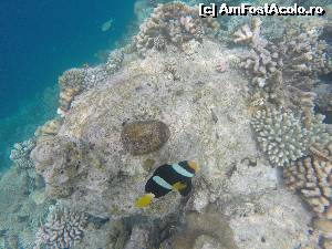 P05 [AUG-2015] minunata lume subacvatică